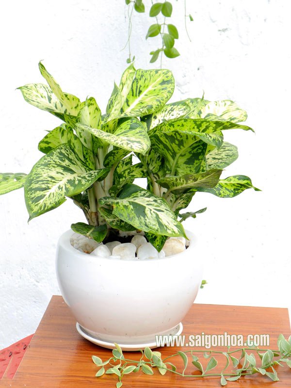 Chậu Cây Sao Sáng Để Bàn