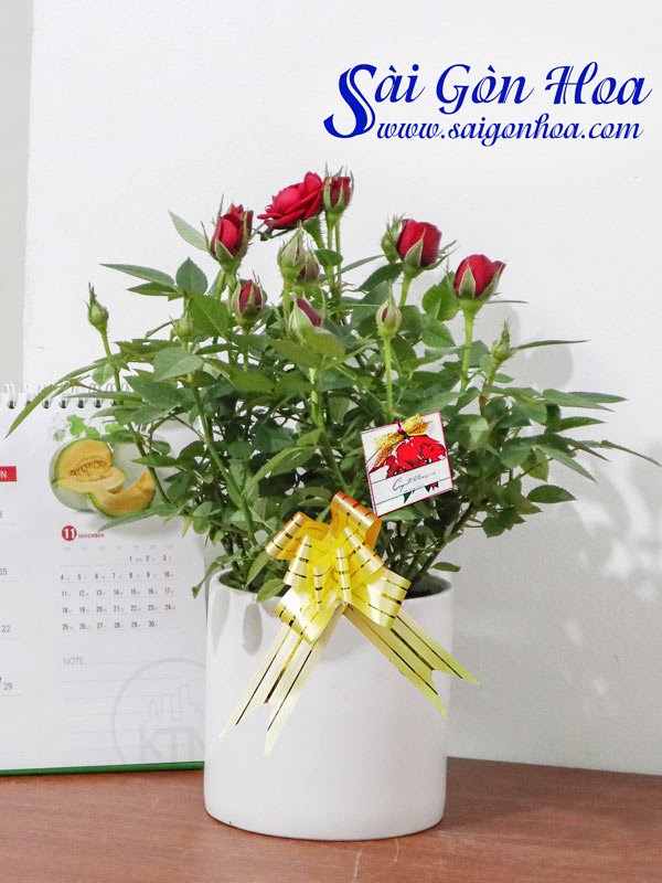 Chậu Hoa Hồng Tỉ Muội