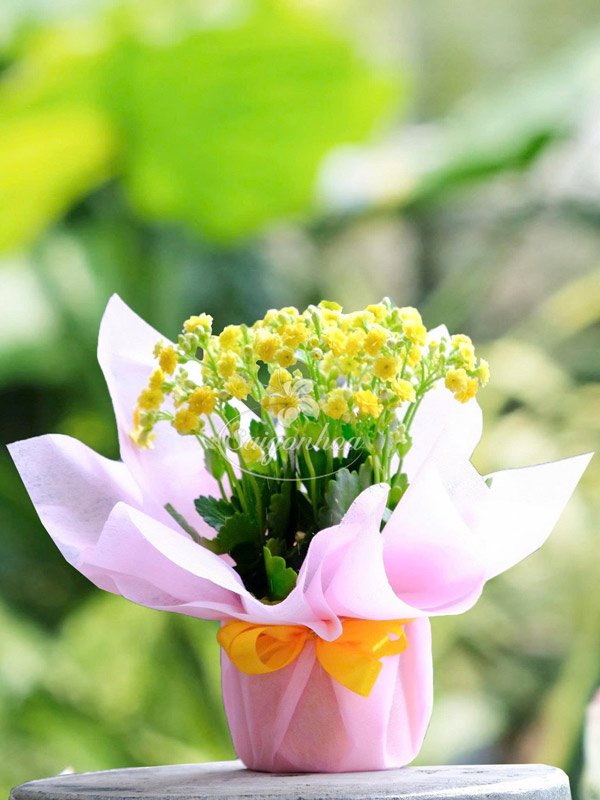 Cây Hoa Sống Đời Quà Tặng