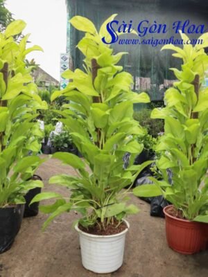 Cây Trầu Bà Vàng Leo Cột