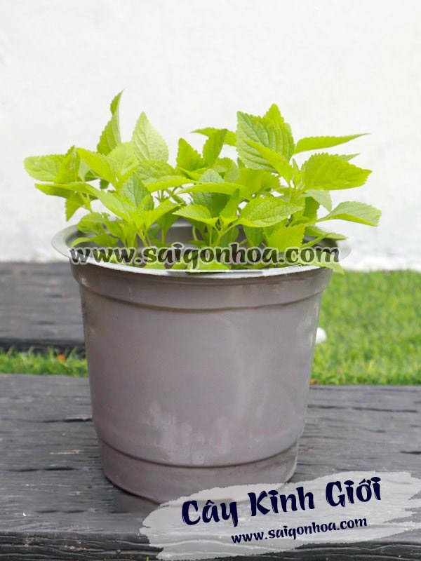 Cây Kinh Giới