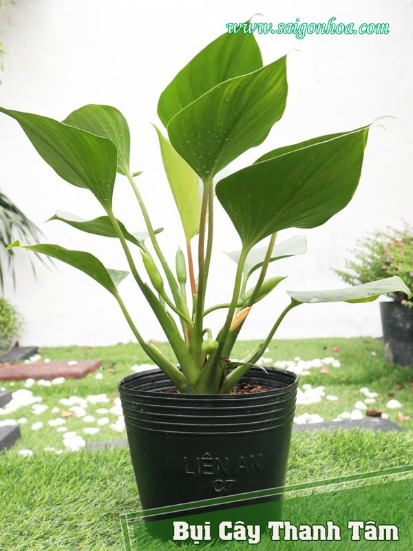 Cây Thanh Tâm (Bụi)
