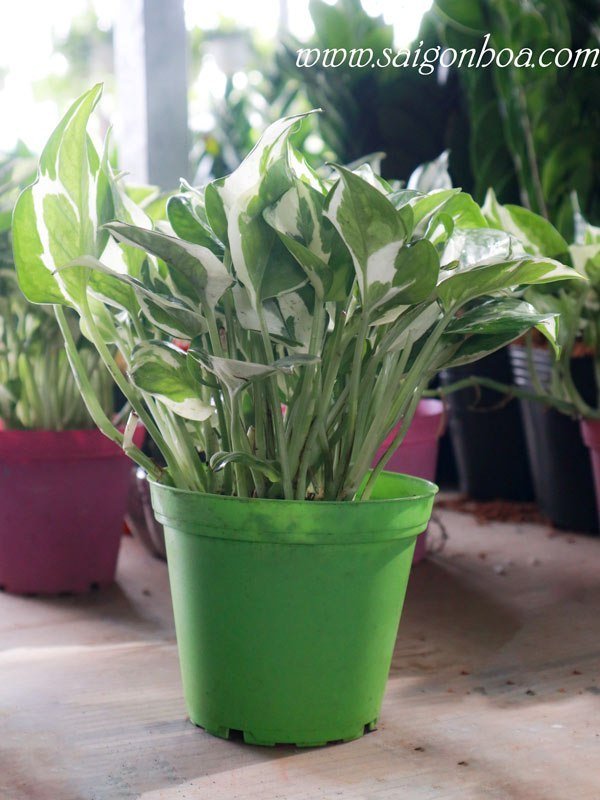 Cây Trầu Bà Cẩm Thạch