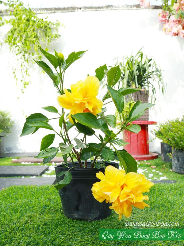 Cây Hoa Bông Bụp Kép
