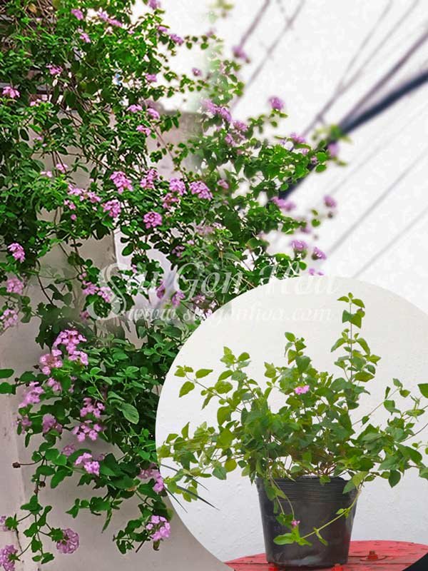 Cây Trâm Ổi Hoa Tím