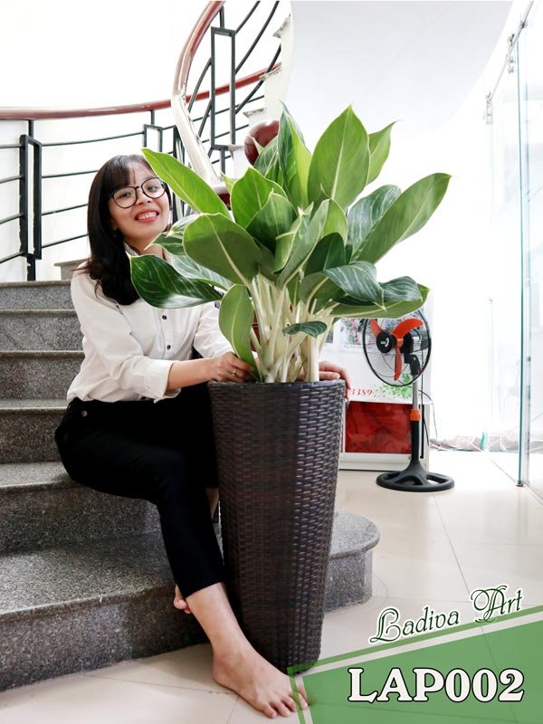 Chậu Trồng Cây Sợi Mây 002 LAP002