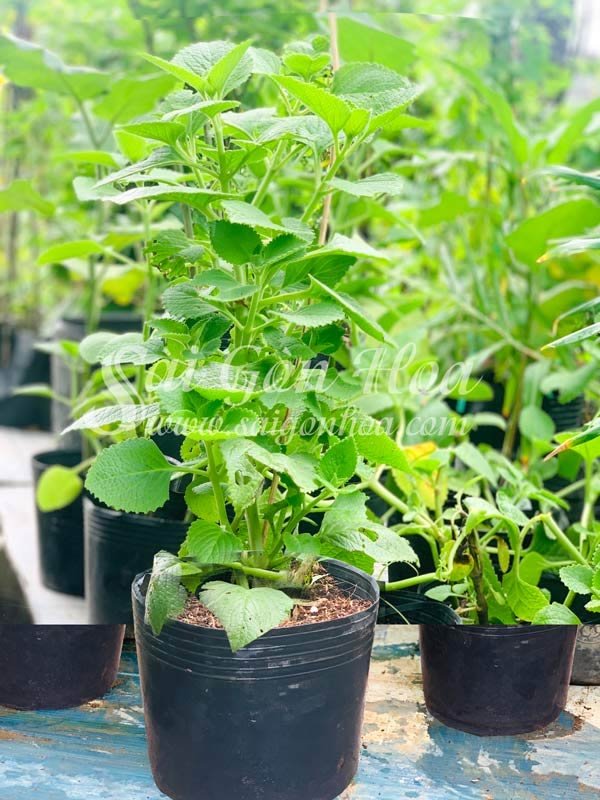Cây Tần Dày Lá