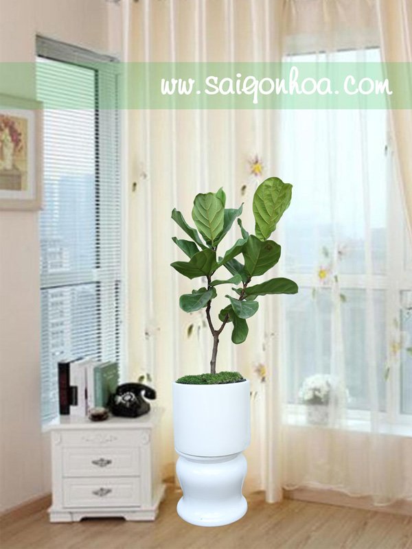 Cây Bàng Sing Có Chân Đế