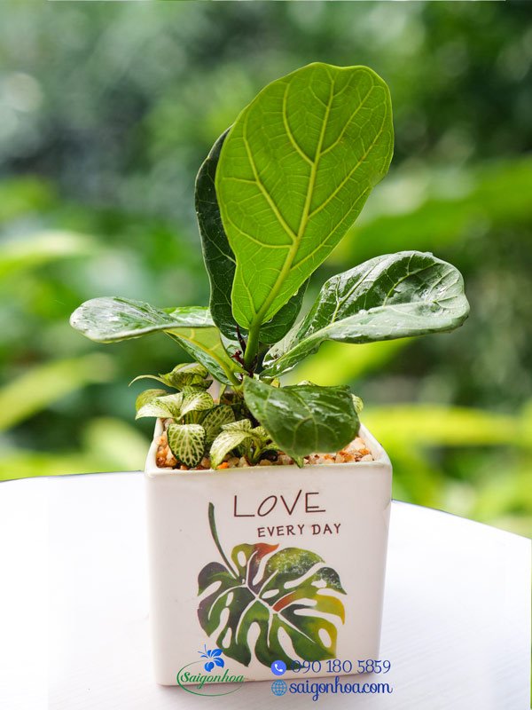 Chậu Cây Bàng Singapore Mini