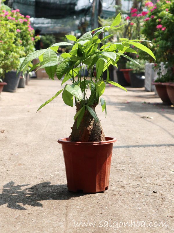 Cây Kim Ngân Củ Lớn