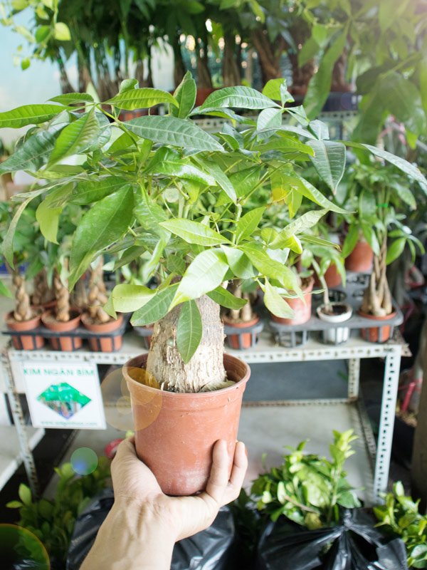 Cây Kim Ngân Củ Trung