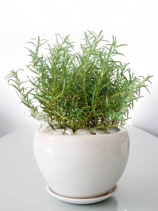 Cây Hương Thảo Để Bàn