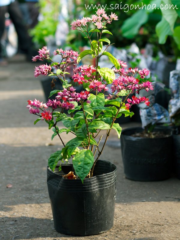 Cây Hoa Ngọc Nữ Đỏ