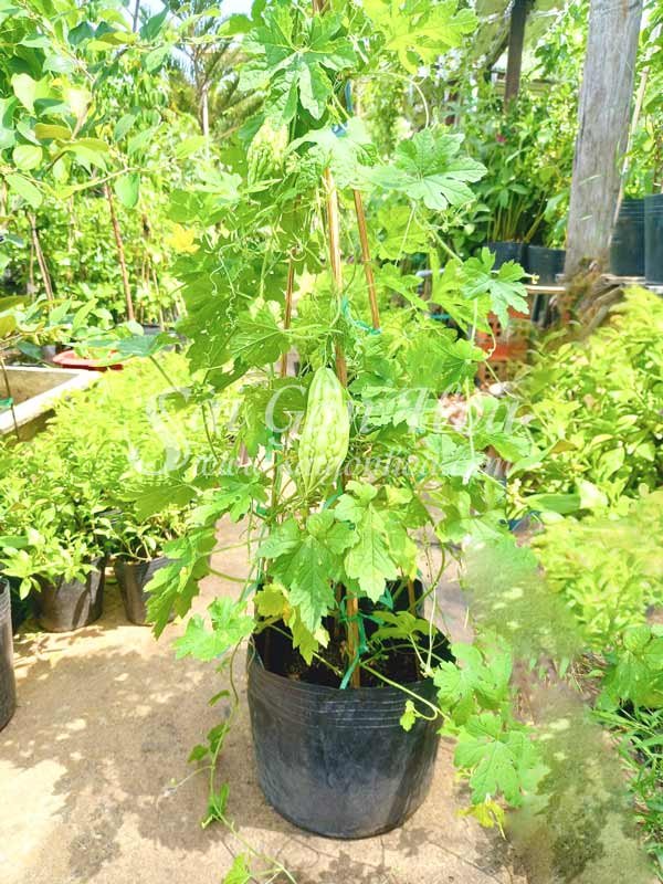 Cây Khổ Qua Cây Mướp Đắng