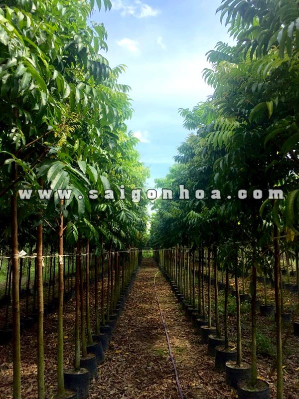 Cây Sấu Hà Nội
