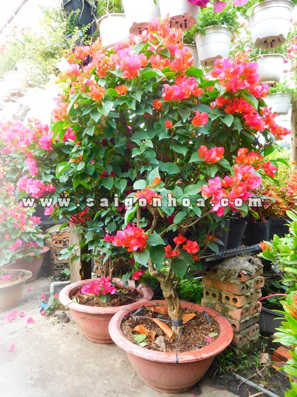 Chậu Cây Bông Giấy Ghép Cao 1 – 1.2m
