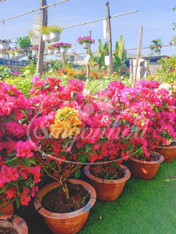 Chậu Cây Bông Giấy Ghép Cao 60-80cm
