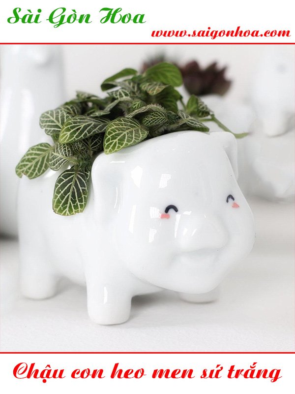 Chậu Con Heo Men Sứ Trắng