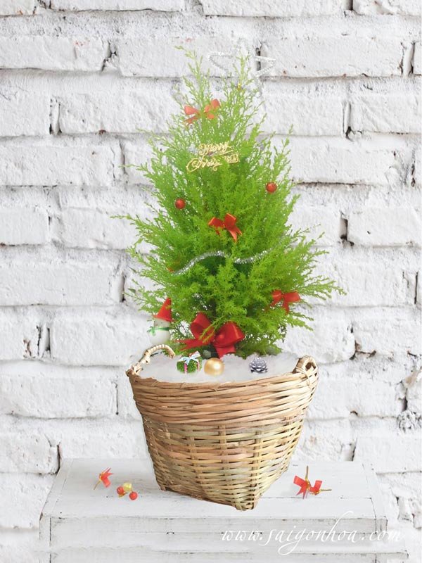 Cây Tùng Thơm Noel Trong Giỏ Mây
