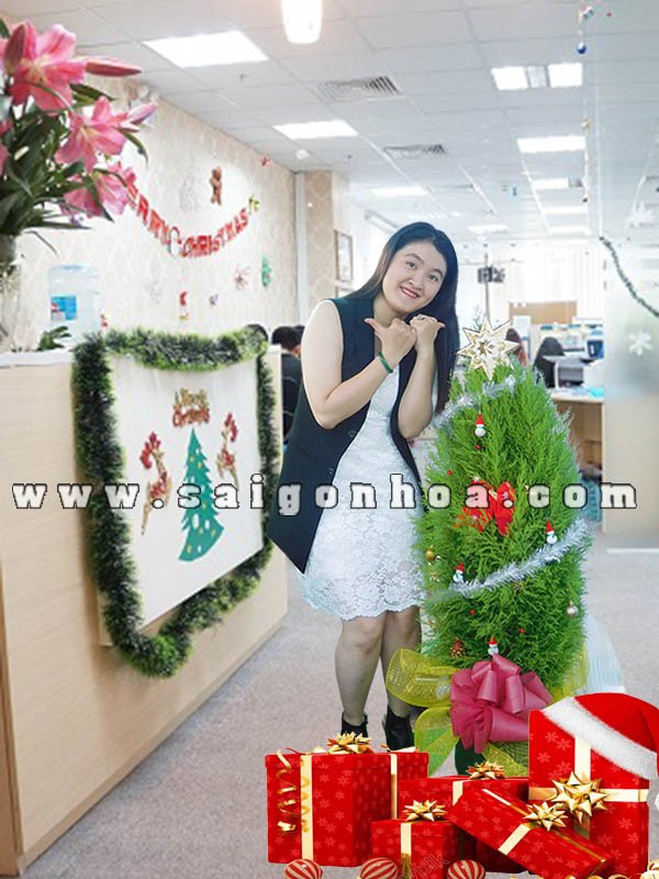 Cây Tùng Thơm Trang Trí Noel