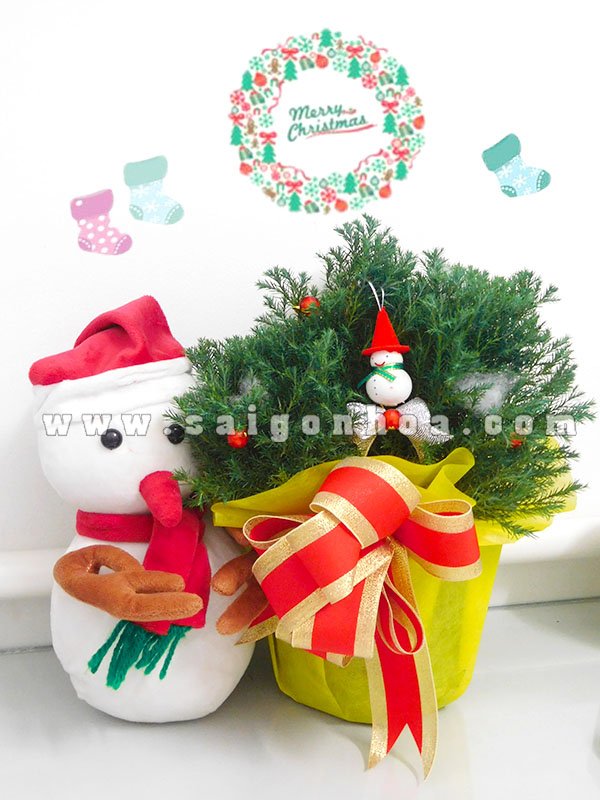 Cây Tùng Bồng Lai Quà Tặng Noel