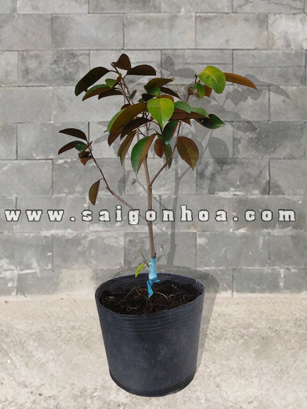 Cây Vú Sữa (Cây Giống)