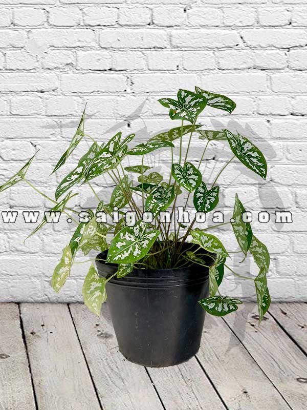 Cây Môn Đốm Trắng