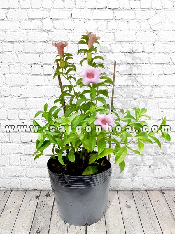 Cây Huỳnh Anh Đứng Hoa Tím