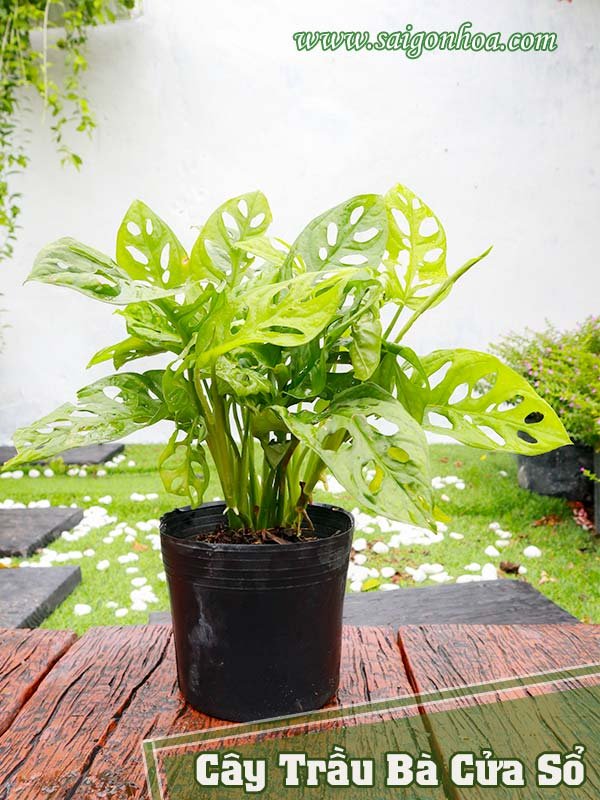 Cây Trầu Bà Cửa Sổ