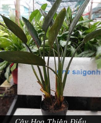 Cây Hoa Thiên Điểu
