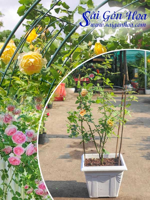 Cây Hoa Hồng Ngoại