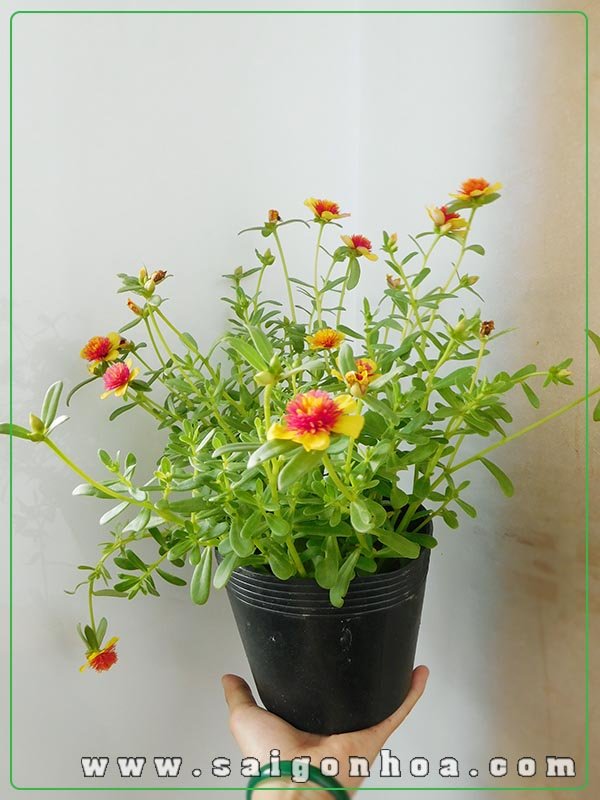 Cây Mười Giờ Sam Cánh Kép