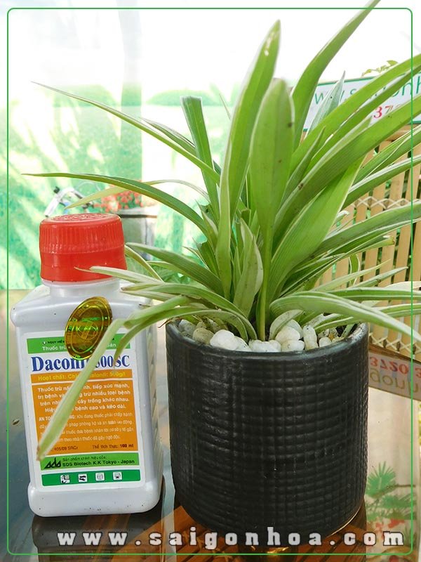 Thuốc Trừ Nấm Bệnh Daconil 500SC