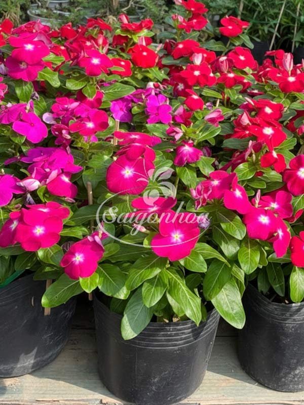 Cây Dừa Cạn Siêu Bông