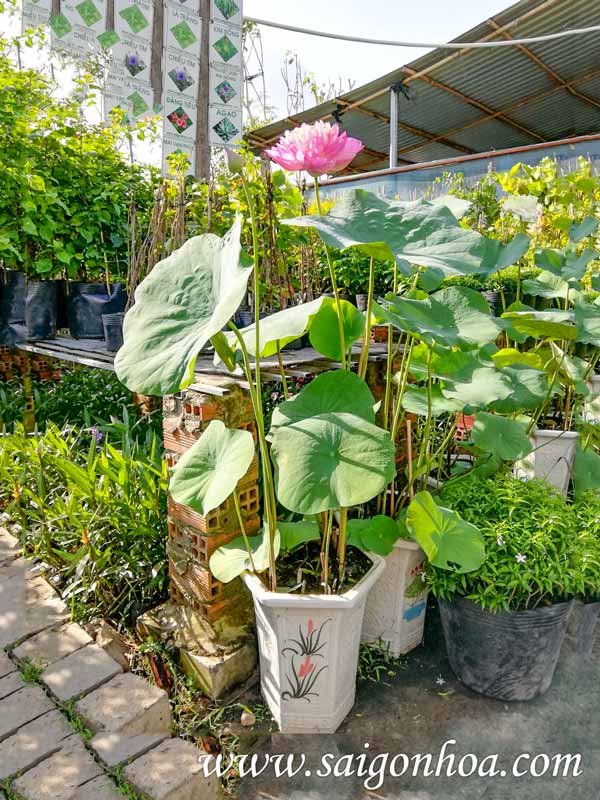 Hoa Sen Trồng Trong Chậu