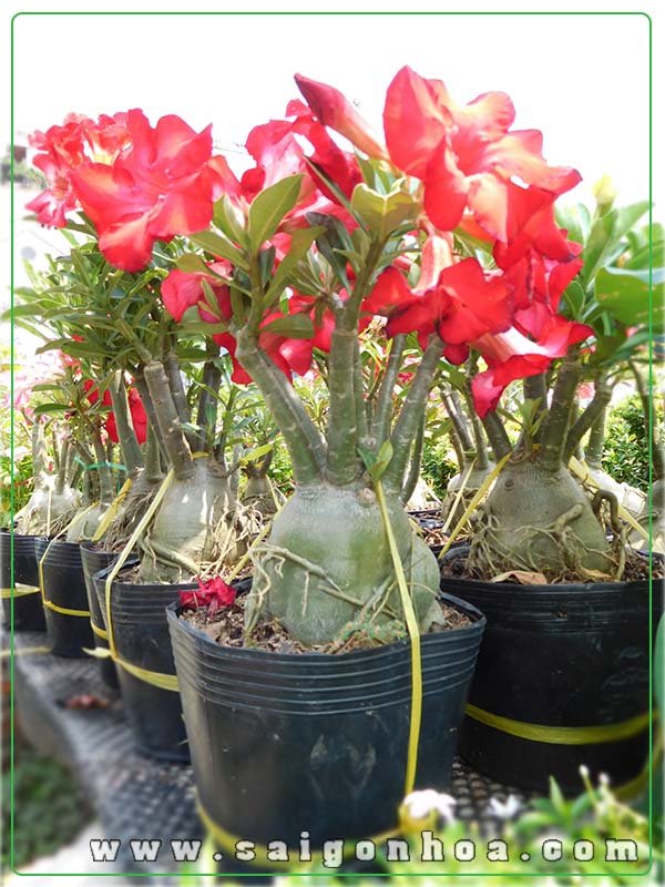 Cây Sứ Thái Ghép