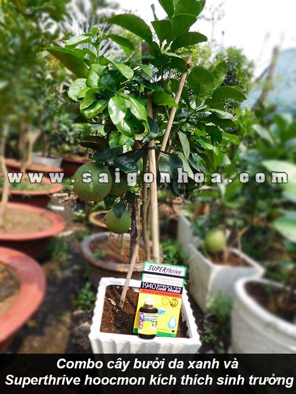 Combo Cây Bưởi Da Xanh Và Superthrive Hoocmon Kích Thích Tăng Trưởng