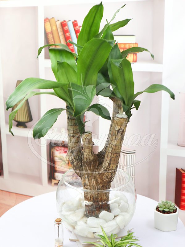 Cây Thiết Mộc Lan Trong Nước