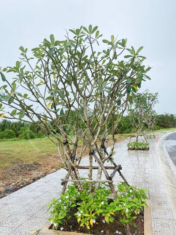 Cây Sứ Cùi