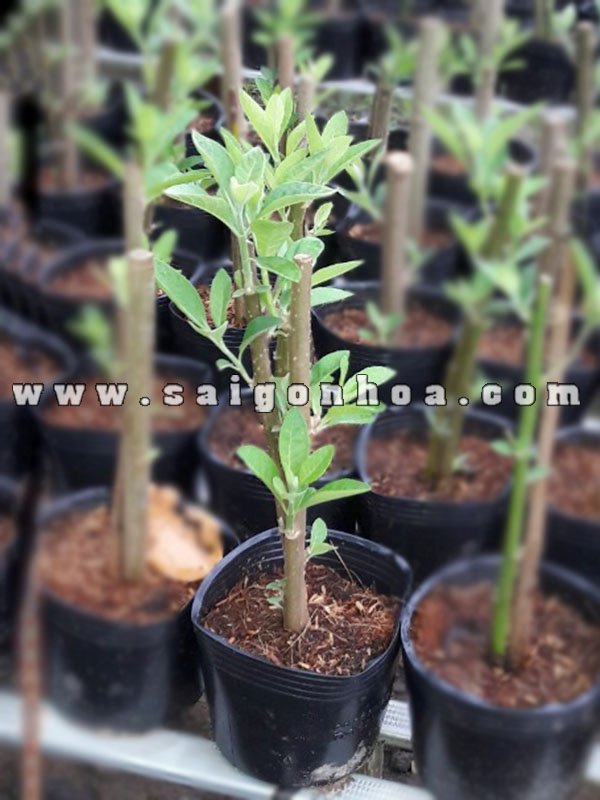Cây Mật Gấu