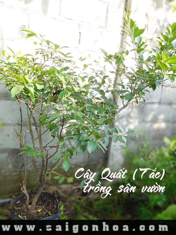 Cây Quất Trồng Sân Vườn