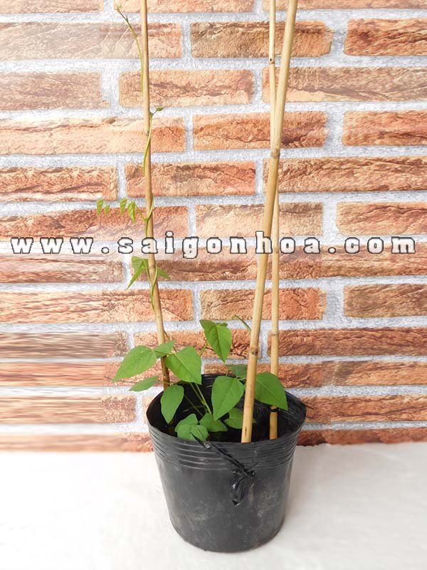 Cây Đậu Rồng