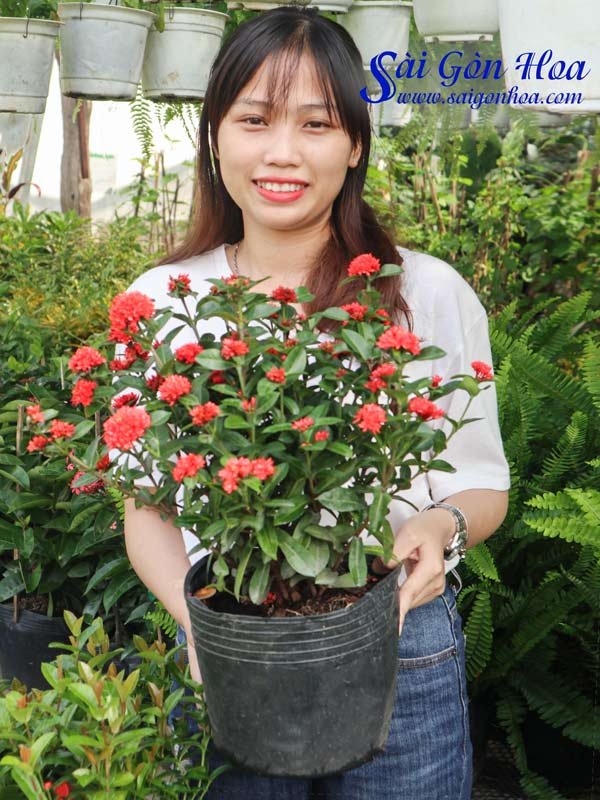 Cây Trang Sen