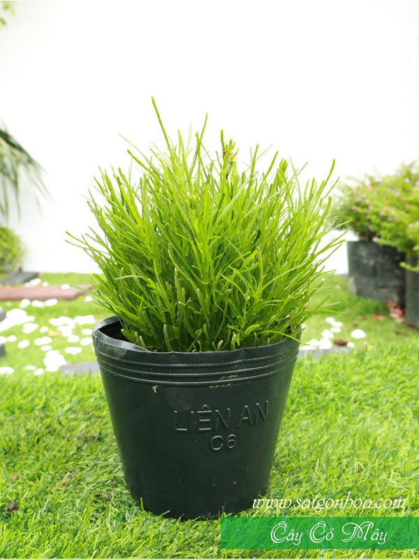 Cây Cỏ Mây