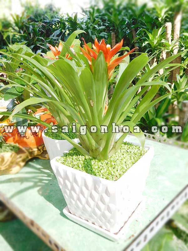 Chậu Cây May Mắn Dứa Cảnh Nến