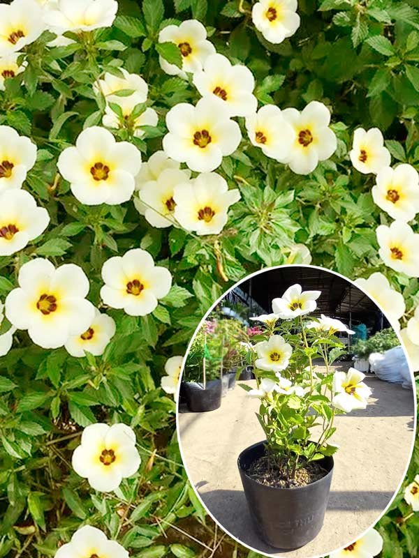 Cây Đông Hầu Trắng