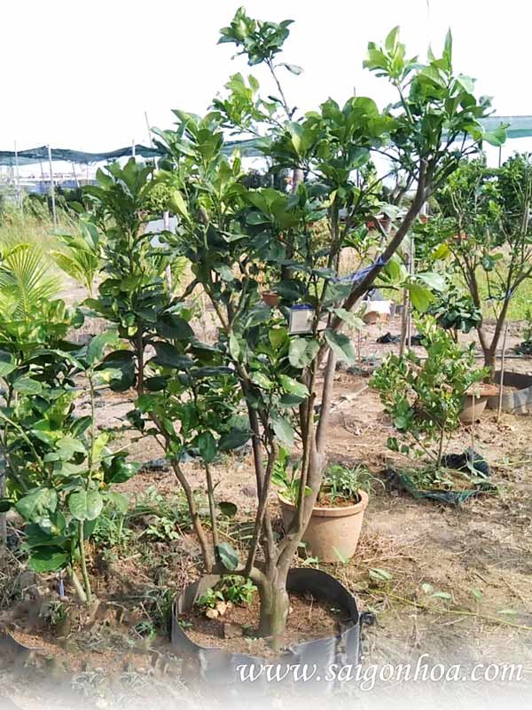 Trồng Cây Bưởi Da Xanh Cho Sân Vườn Nhà Phố