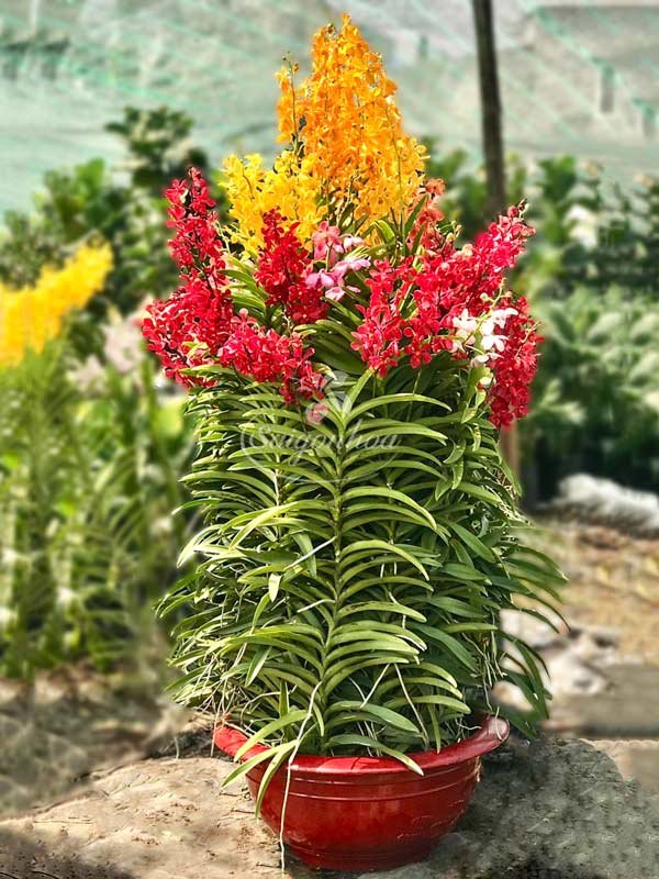 Lan Mokara Ghép Gốc Cây