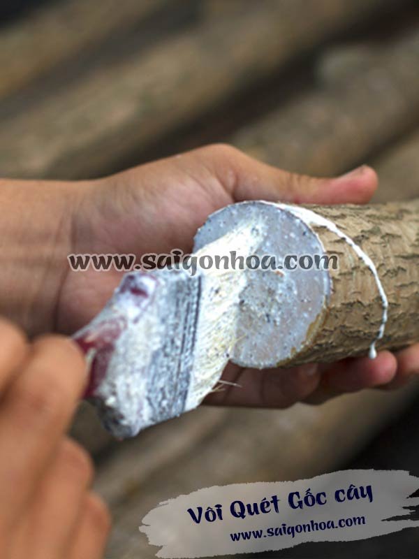 Vôi Quét Gốc cây