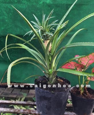 Cây Dứa Kiểng